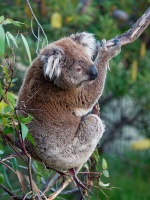 Koala - Phascolarctos cinereus o3015